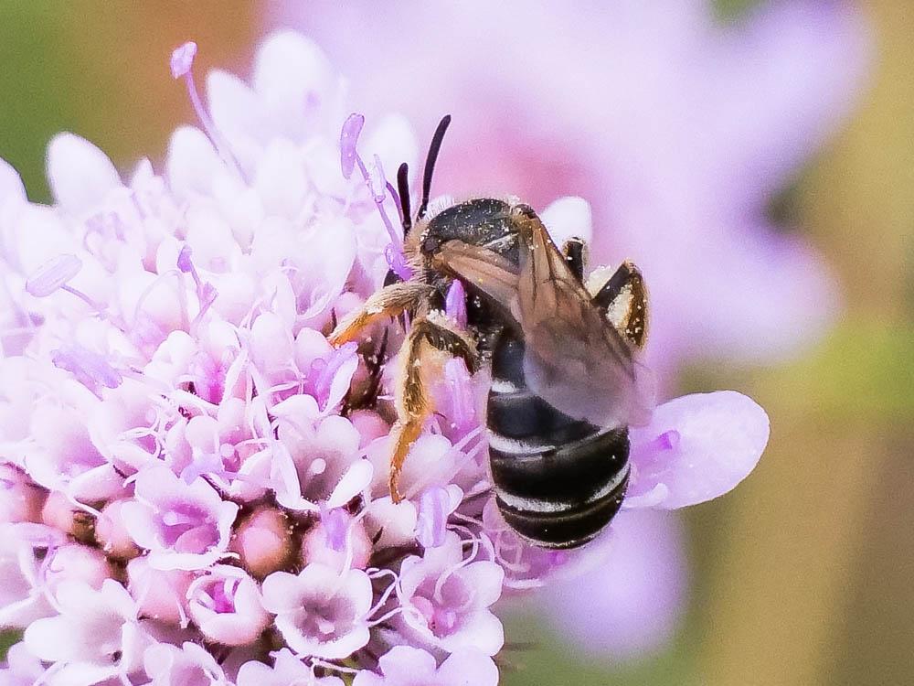  Halictus maculatus Smith, 1848