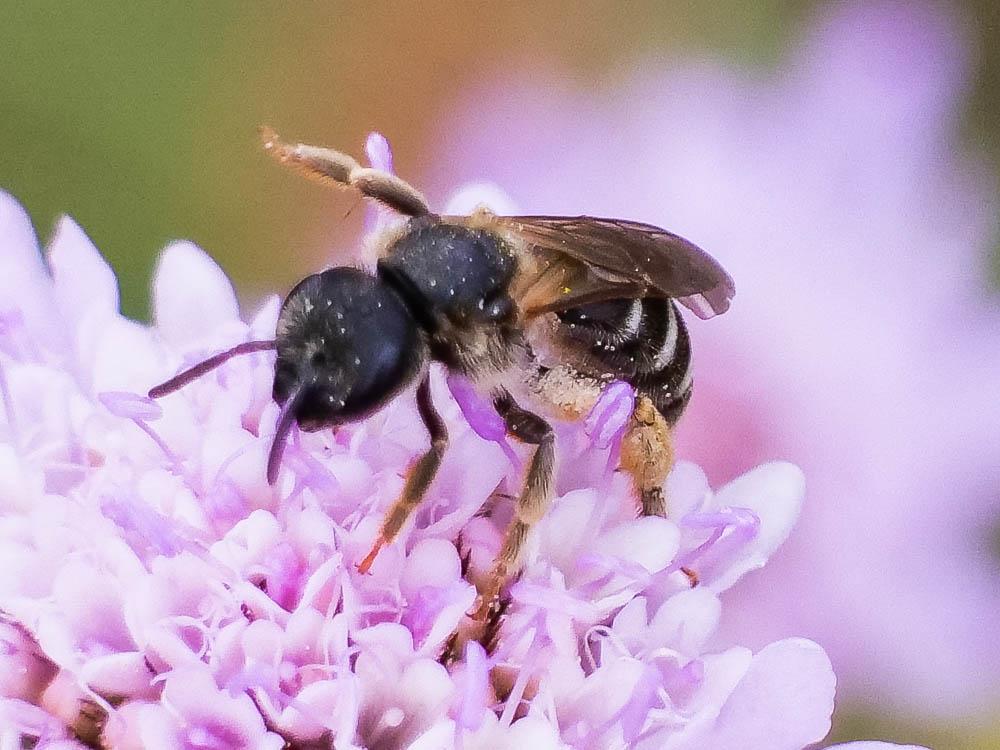  Halictus maculatus Smith, 1848