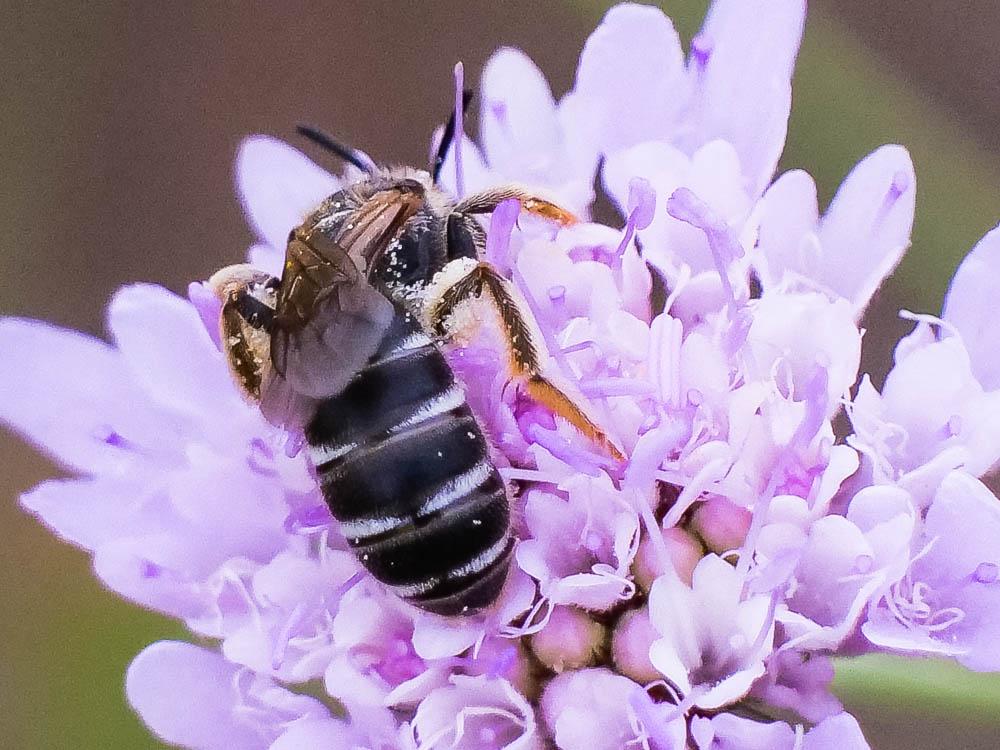 Halictus maculatus Smith, 1848