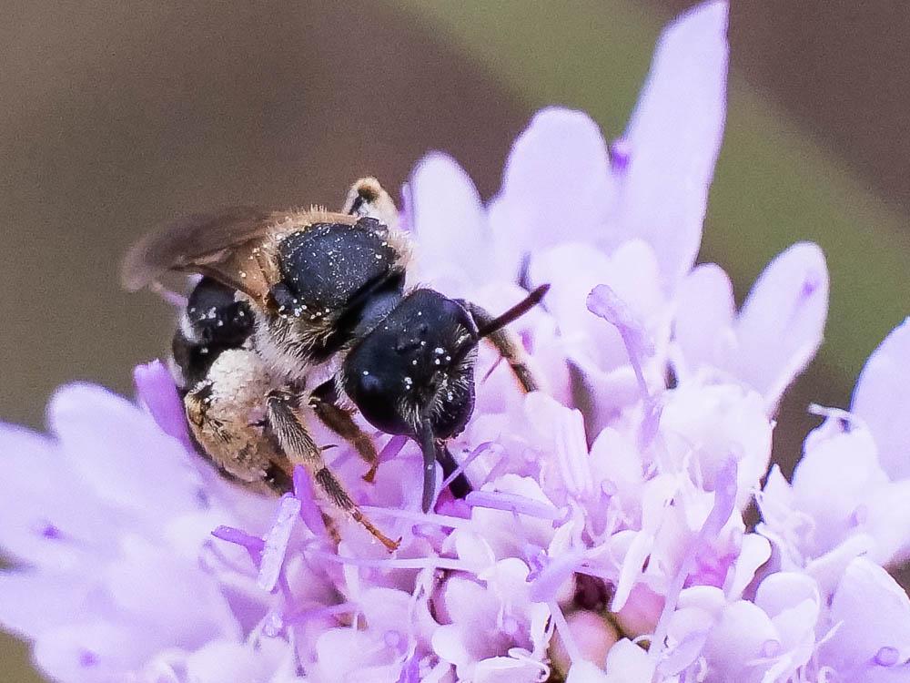  Halictus maculatus Smith, 1848