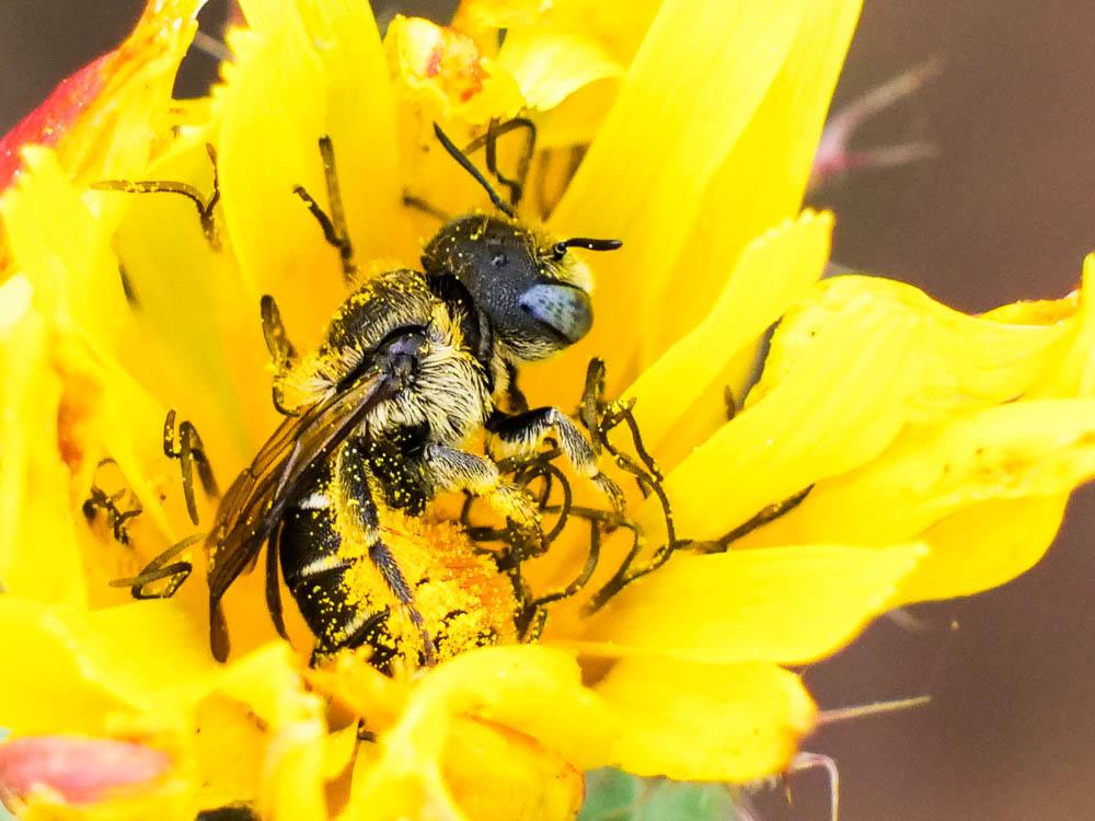  Osmia spinulosa (Kirby, 1802)