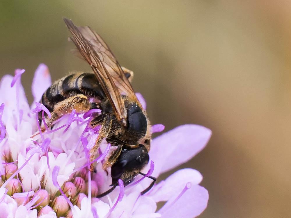  Lasioglossum Curtis, 1833
