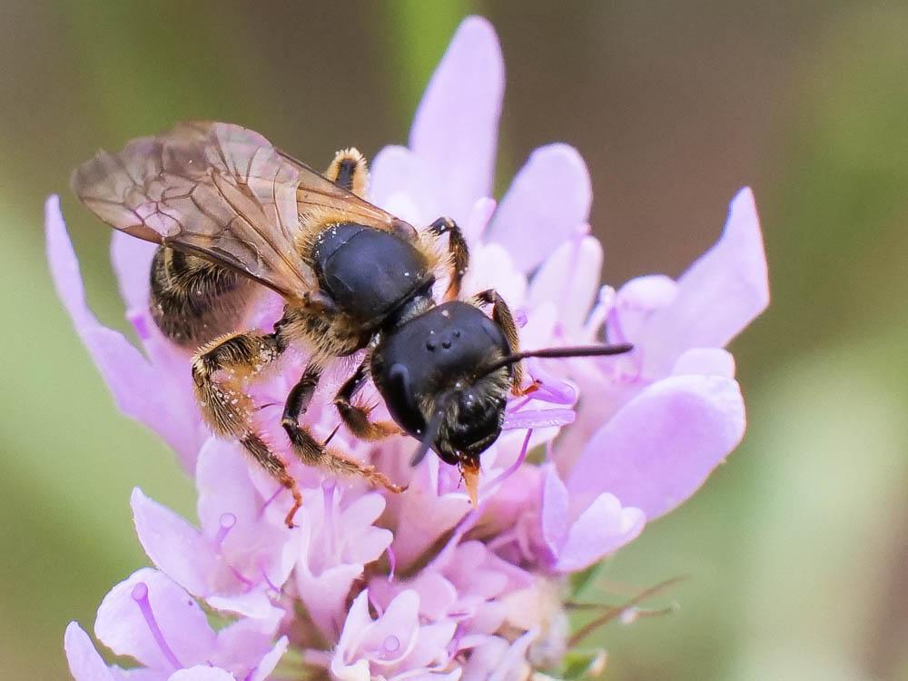  Lasioglossum Curtis, 1833