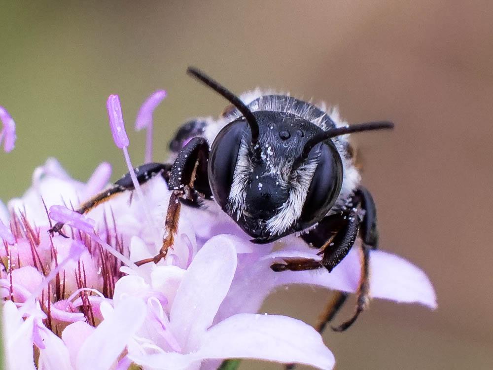 Megachile apicalis Spinola, 1808