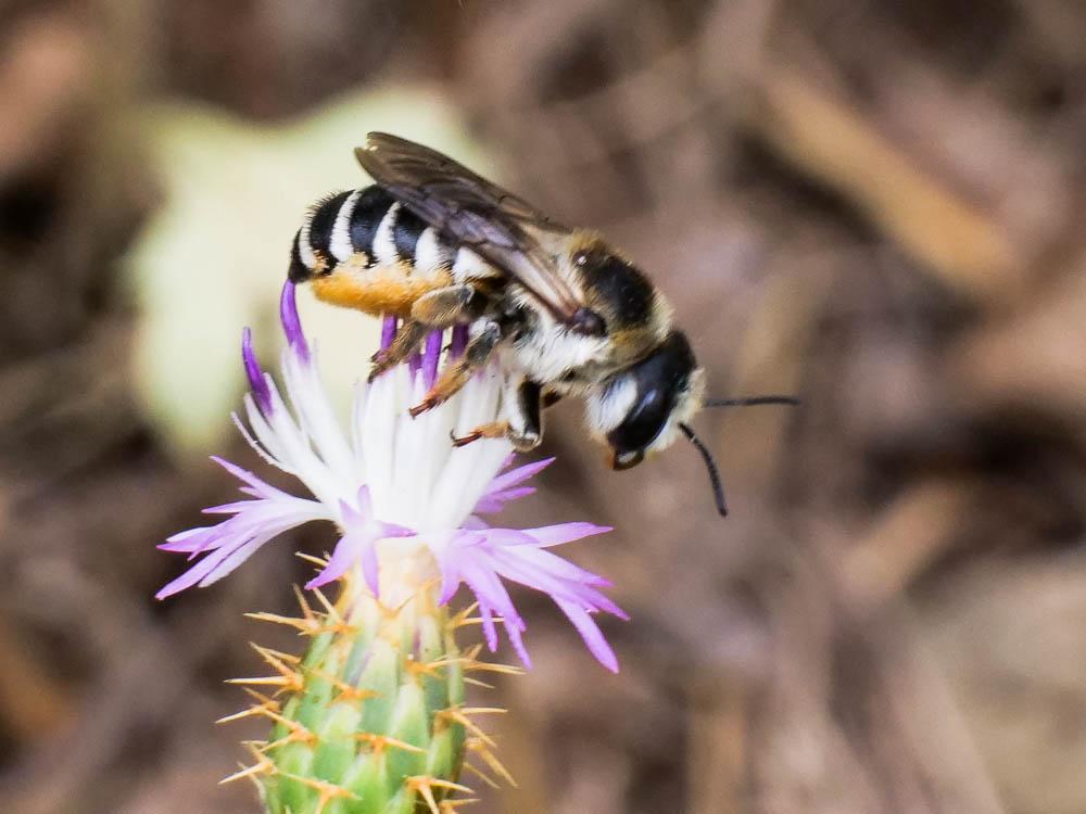  Megachile albisecta (Klug, 1817)