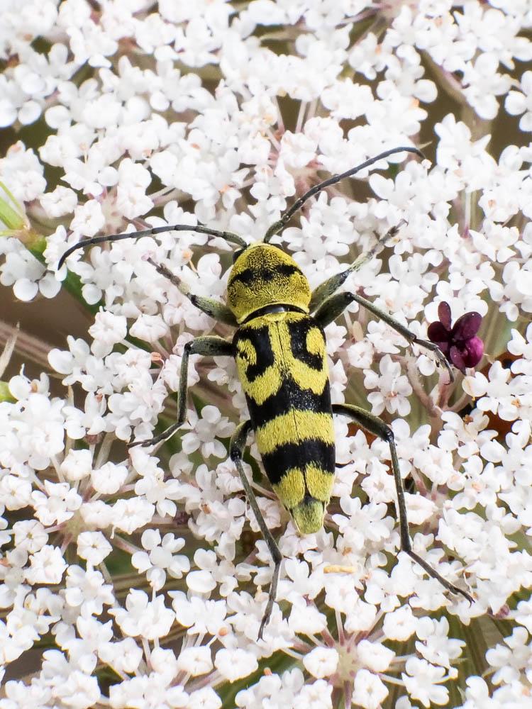 Clyte varié Chlorophorus varius (Müller, 1766)