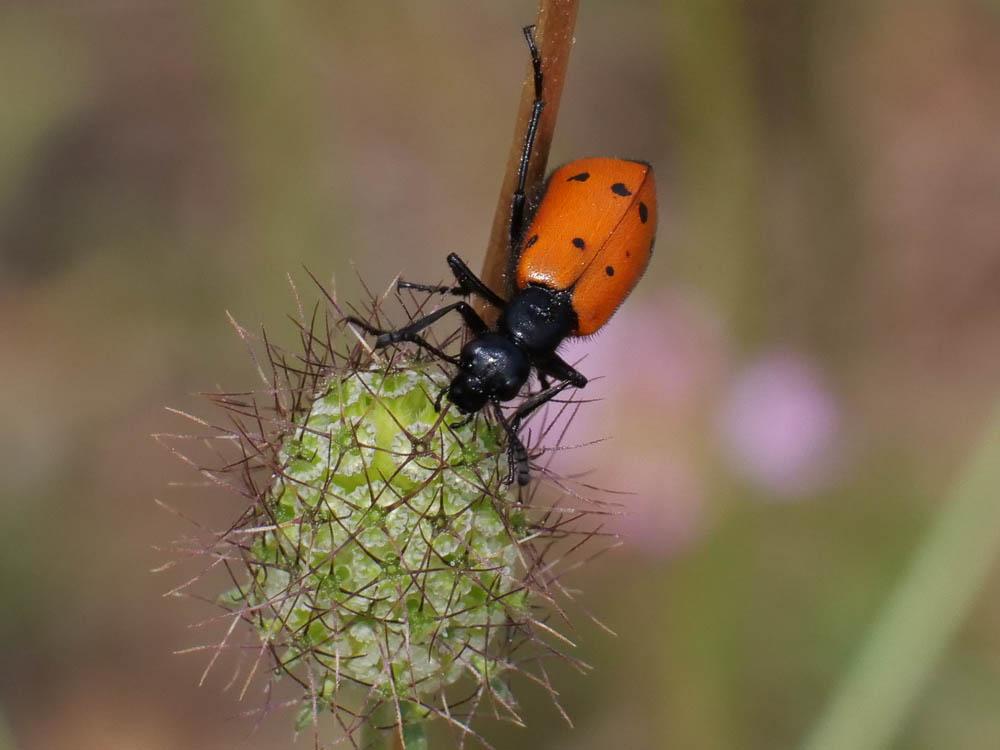 Mylabre à quatre points Mylabris quadripunctata (Linnaeus, 1767)