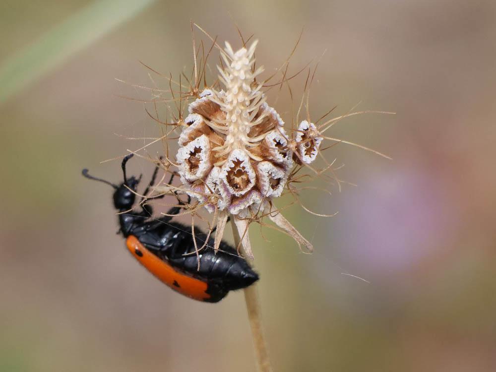 Mylabre à quatre points Mylabris quadripunctata (Linnaeus, 1767)