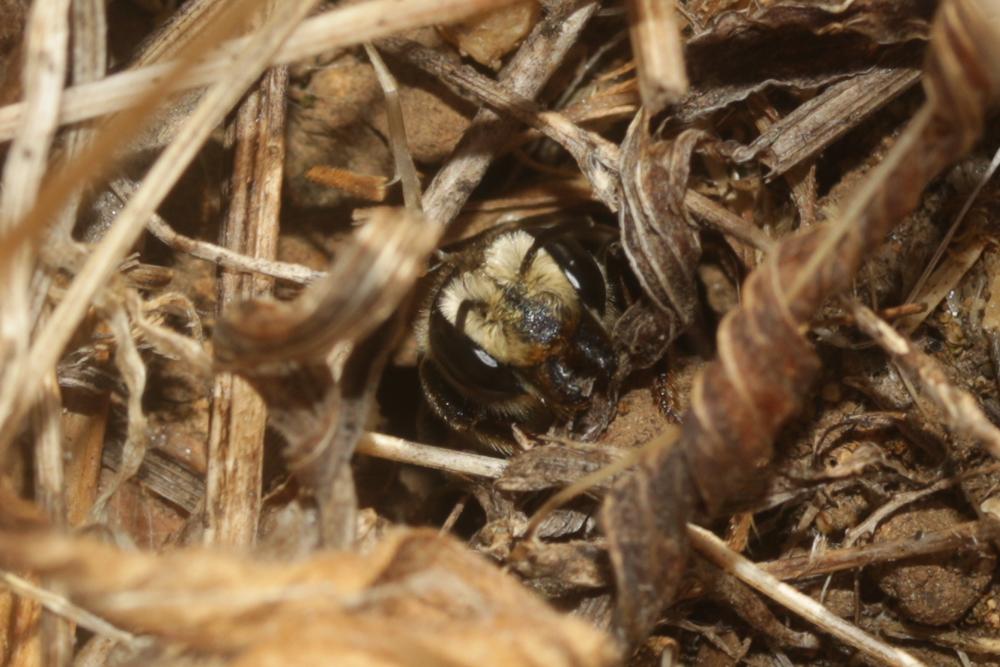 Megachile albisecta (Klug, 1817)