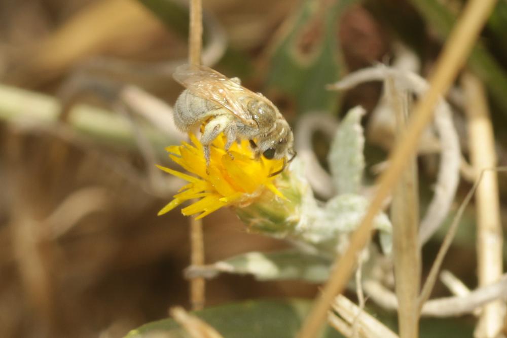  Vestitohalictus pollinosus (Sichel, 1860)