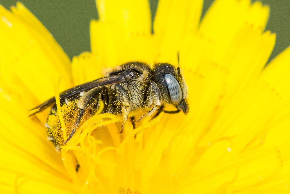 Osmia spinulosa (Kirby, 1802)