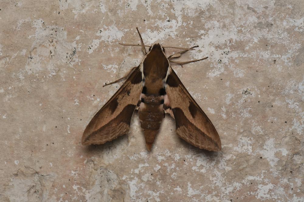 Sphinx Nicéa (Le) Hyles nicaea (Prunner, 1798)