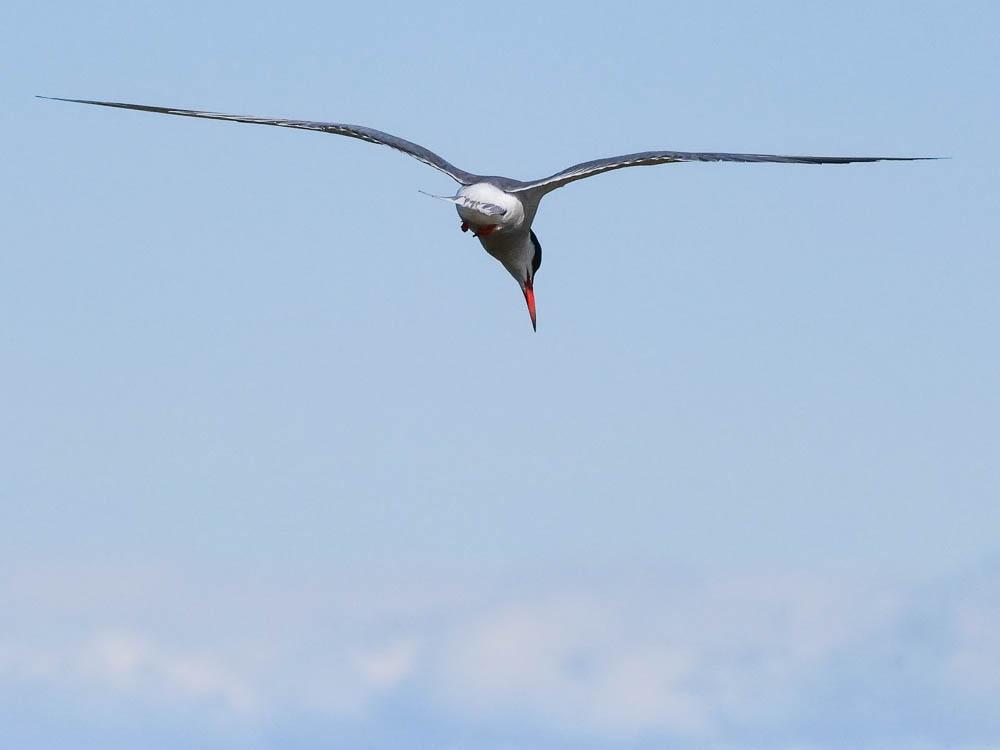 Sterne pierregarin Sterna hirundo Linnaeus, 1758