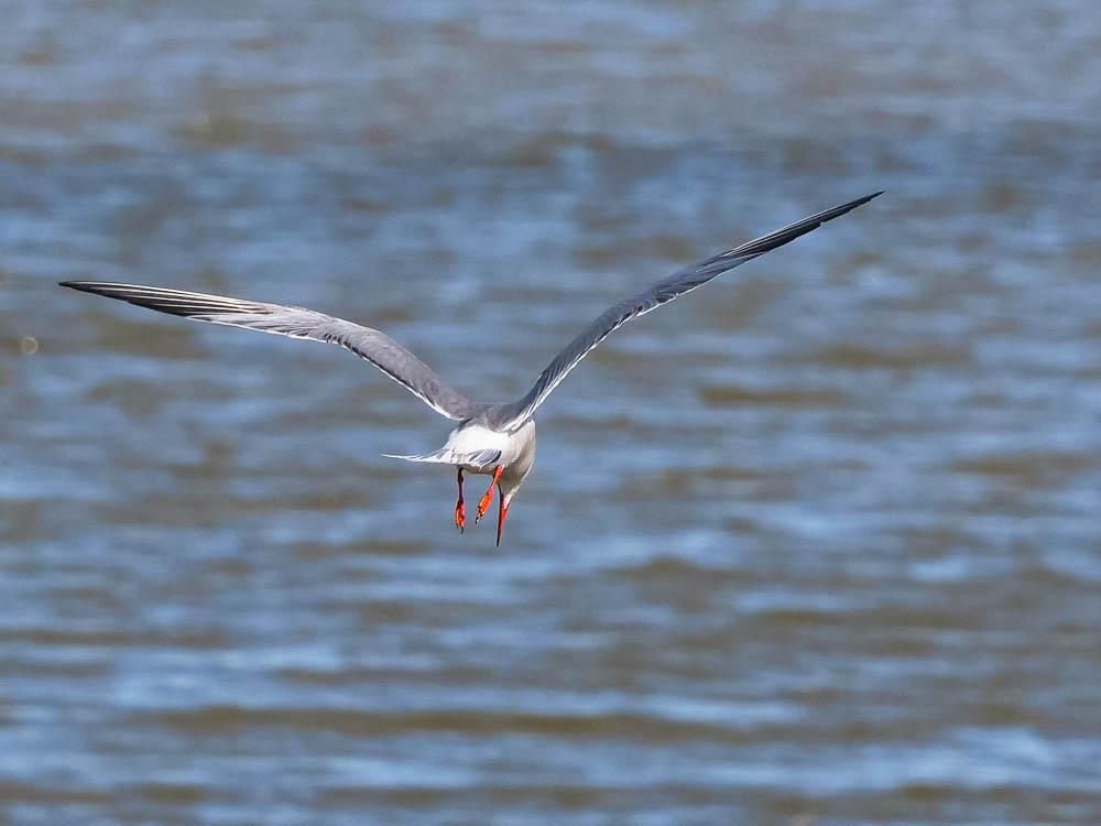 Sterne pierregarin Sterna hirundo Linnaeus, 1758