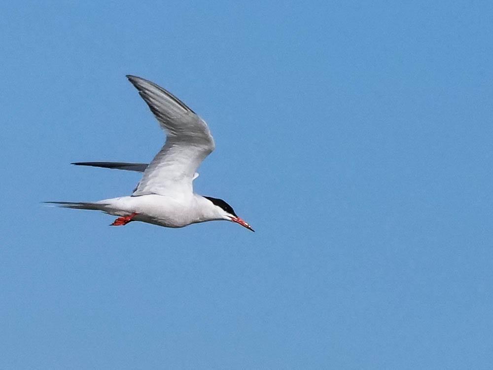 Sterne pierregarin Sterna hirundo Linnaeus, 1758