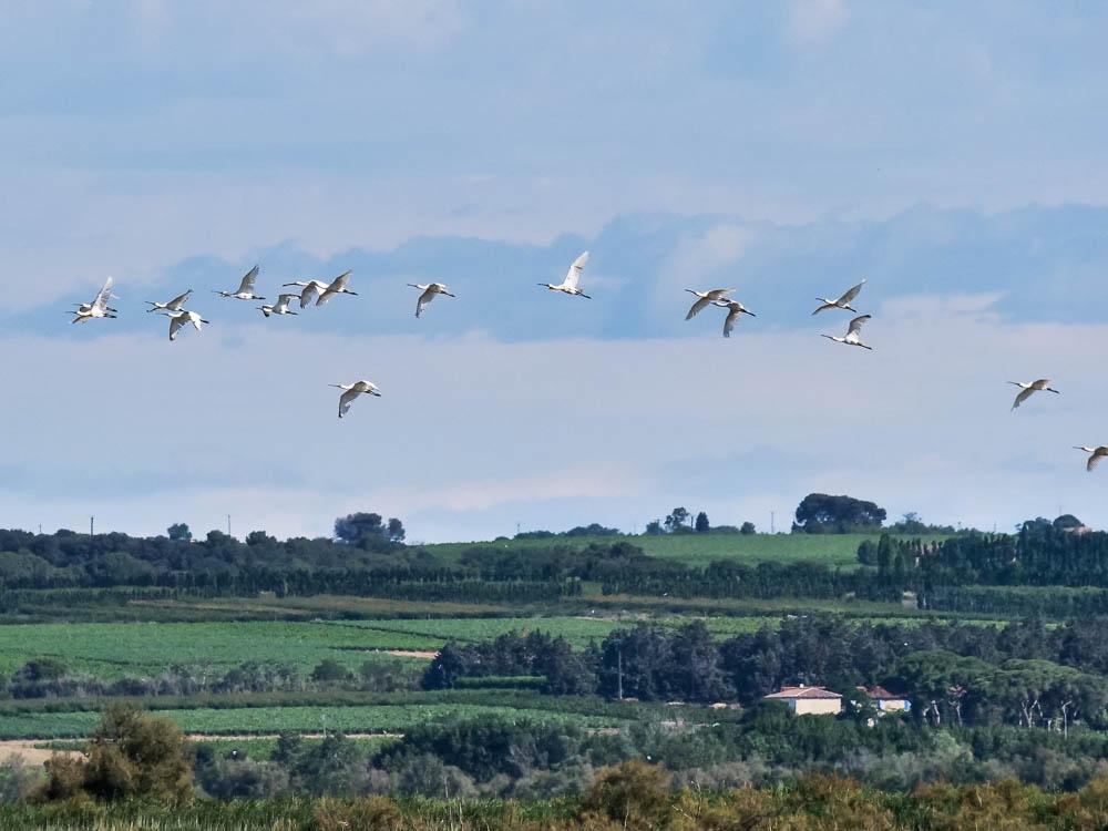 Spatule blanche Platalea leucorodia Linnaeus, 1758