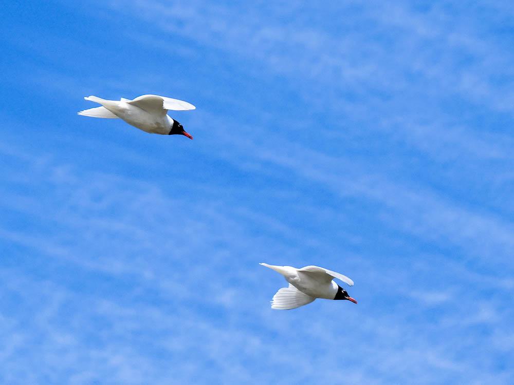 Mouette mélanocéphale Ichthyaetus melanocephalus (Temminck, 1820)