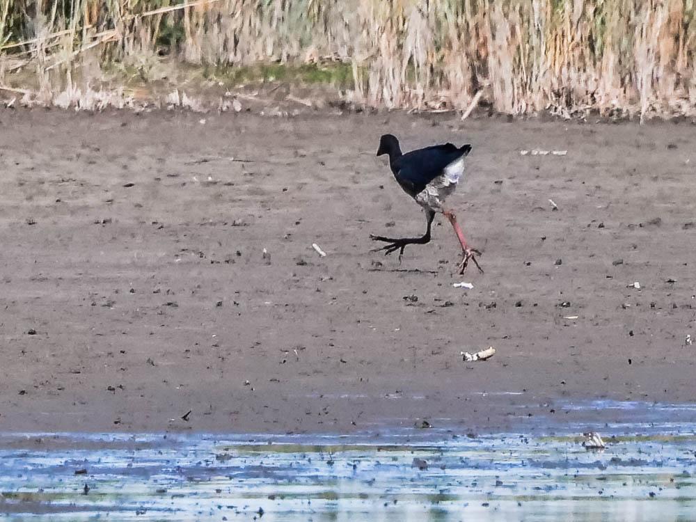 Poule sultane, Talève sultane, Porphyrion bleu Porphyrio porphyrio (Linnaeus, 1758)