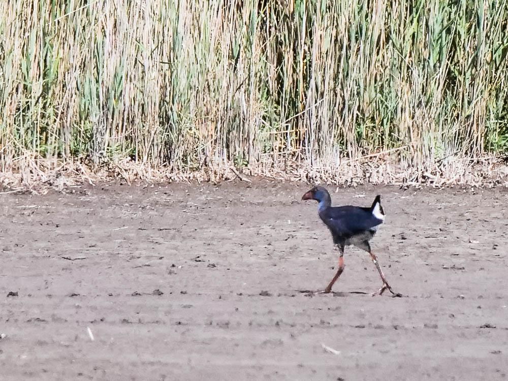 Poule sultane, Talève sultane, Porphyrion bleu Porphyrio porphyrio (Linnaeus, 1758)