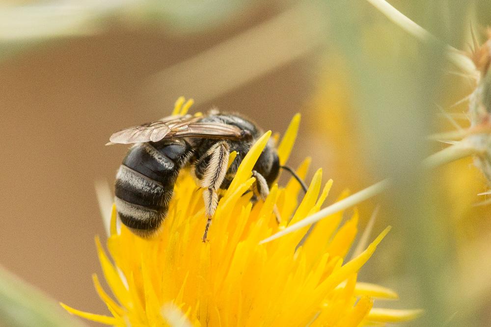  Lasioglossum Curtis, 1833