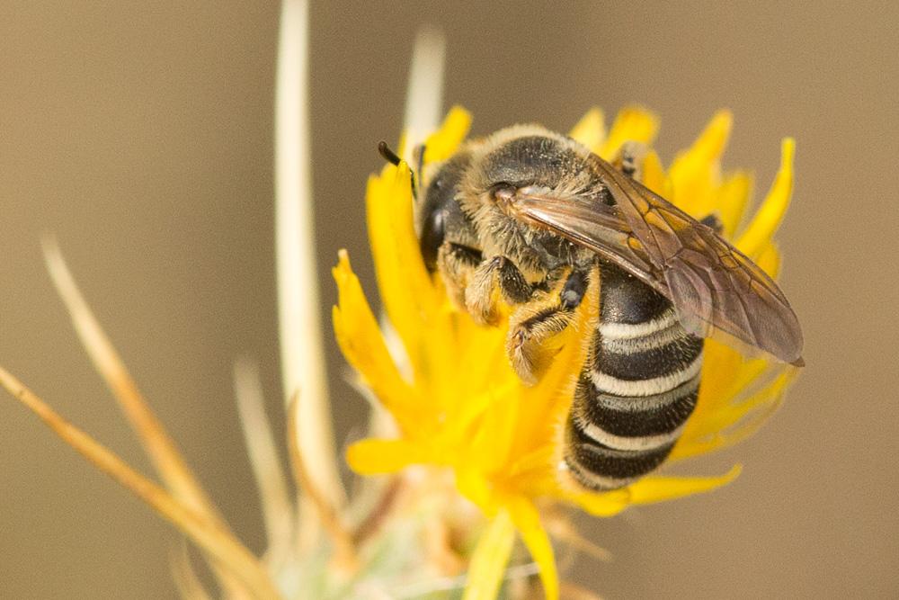  Halictus scabiosae (Rossi, 1790)