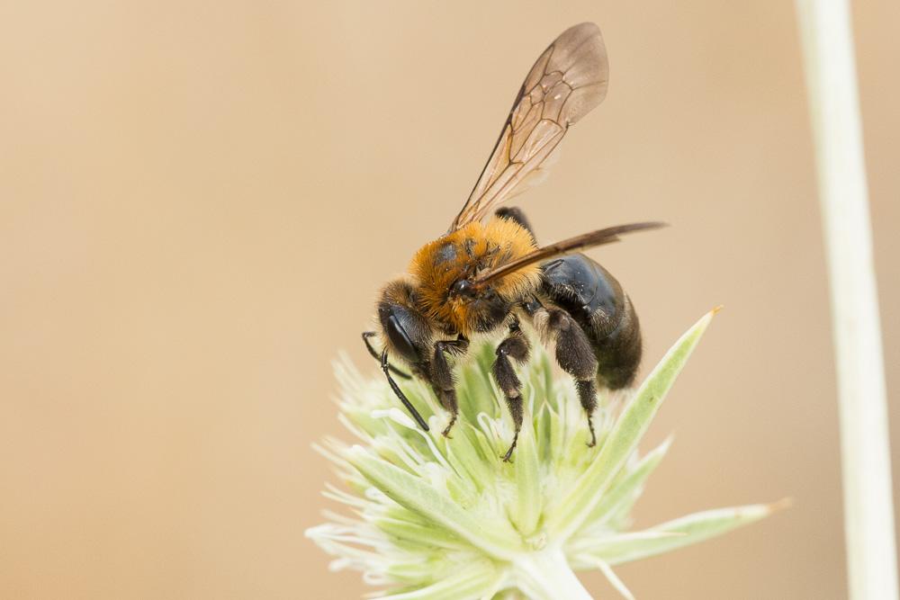 Andrena nitida (Müller, 1776)