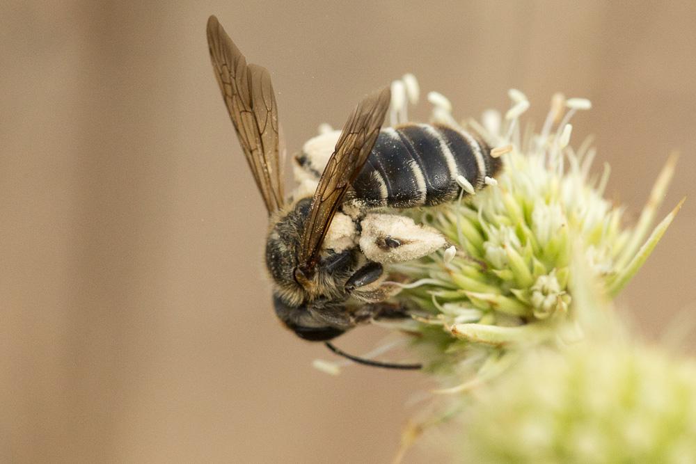 Andrena variabilis Smith, 1853