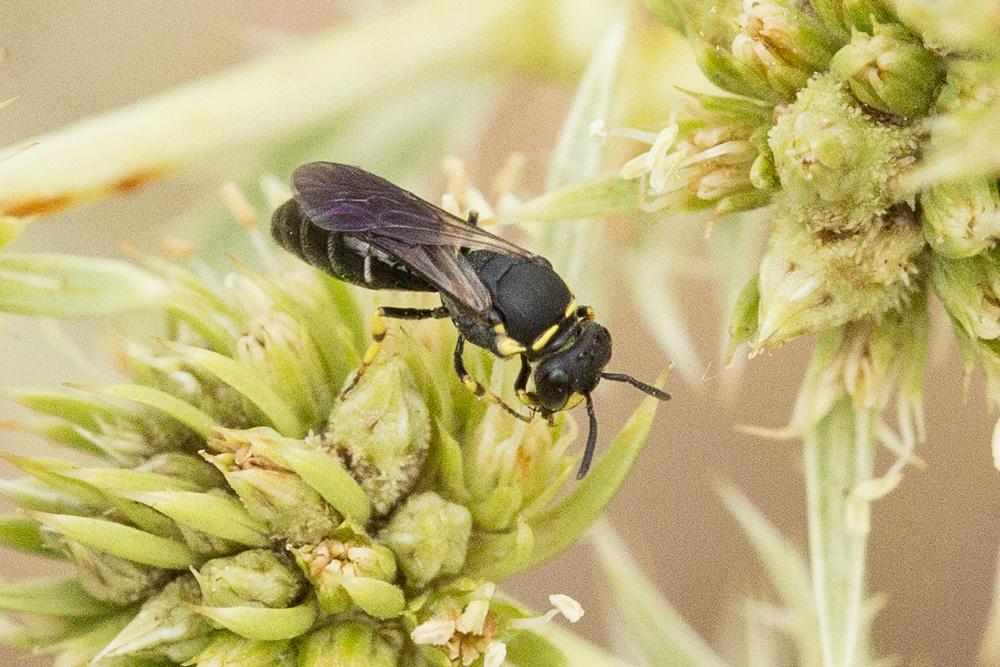 Hylaeus trinotatus (Pérez, 1895)