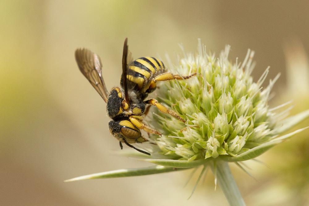  Icteranthidium grohmanni (Spinola, 1838)