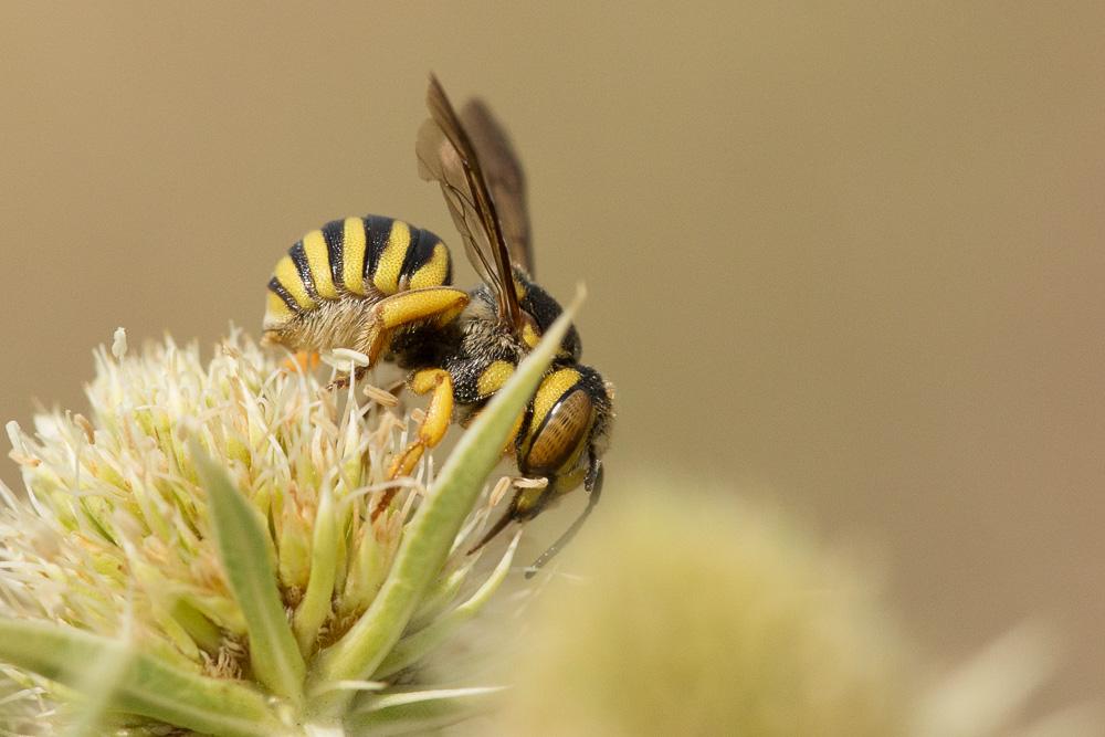  Icteranthidium grohmanni (Spinola, 1838)