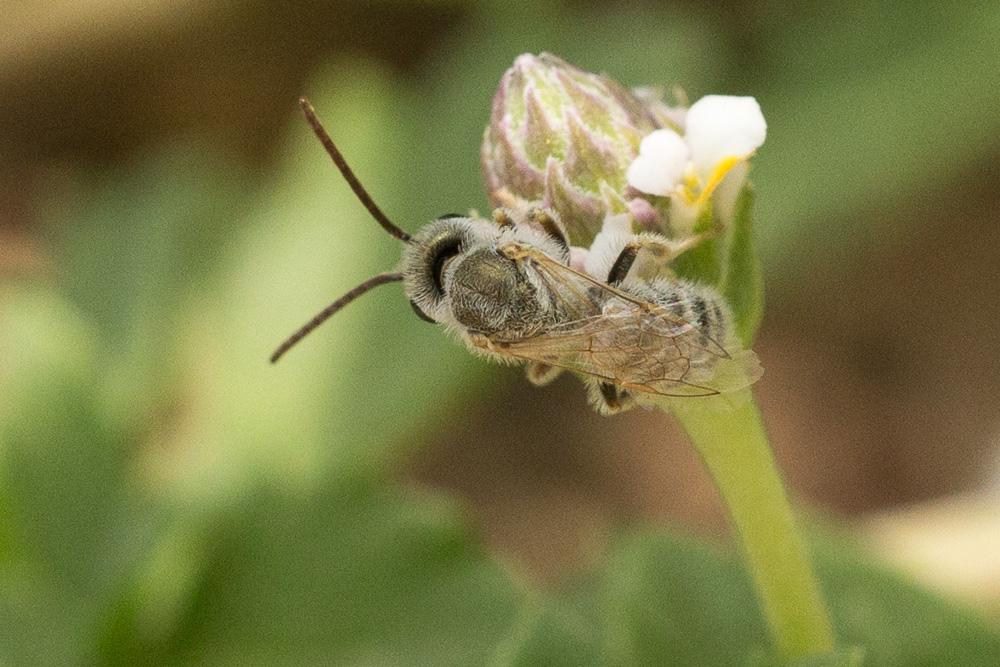  Vestitohalictus pollinosus (Sichel, 1860)