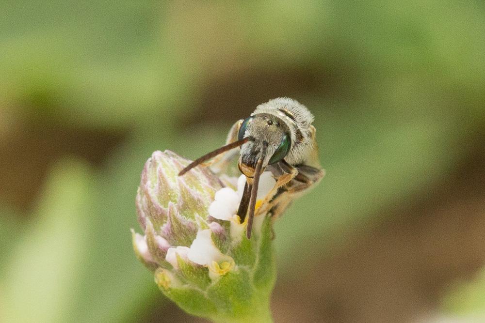  Vestitohalictus pollinosus (Sichel, 1860)