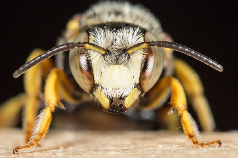  Icteranthidium grohmanni (Spinola, 1838)