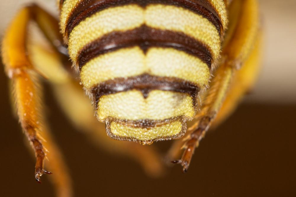  Icteranthidium grohmanni (Spinola, 1838)
