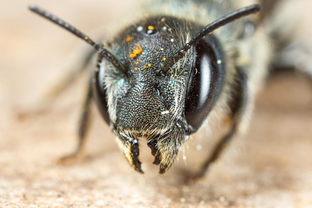 Osmia caerulescens (Linnaeus, 1758)