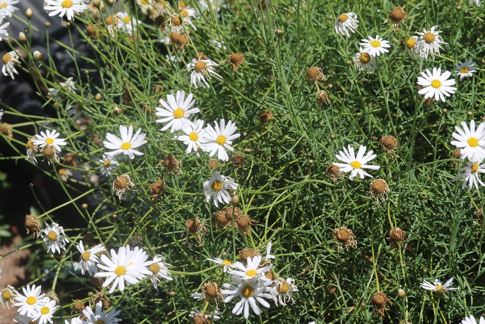 Argyranthemum frutescens (L.) Sch.Bip., 1844