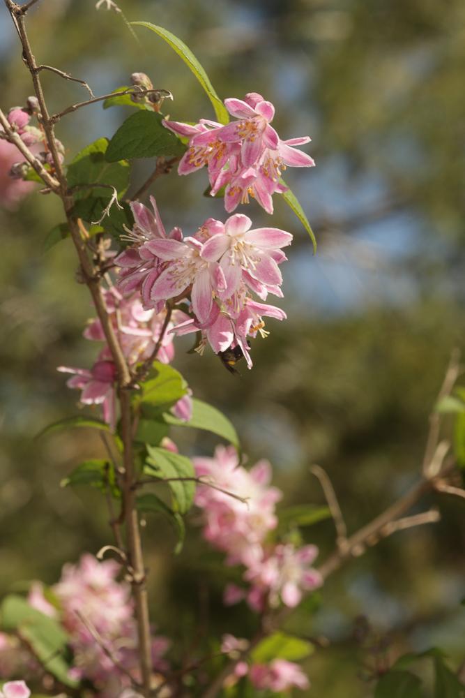 Deutzia x rosea (Lemoine) Rehder, 1914