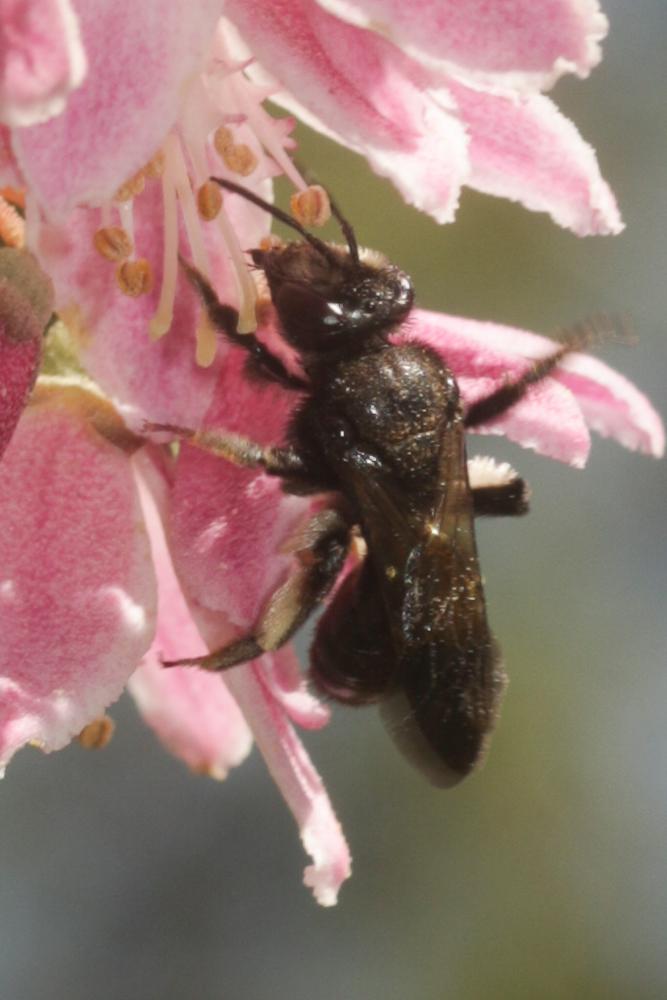 Andrena pilipes Fabricius, 1781