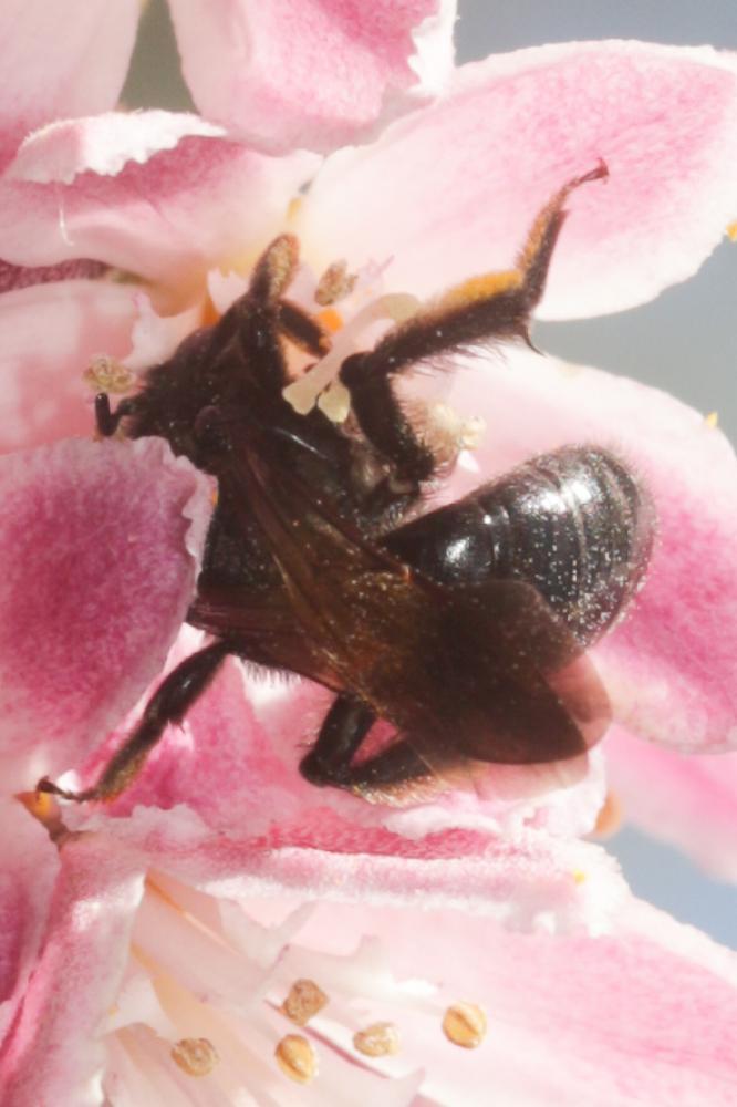 Andrena pilipes Fabricius, 1781