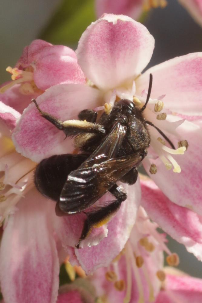  Andrena pilipes Fabricius, 1781