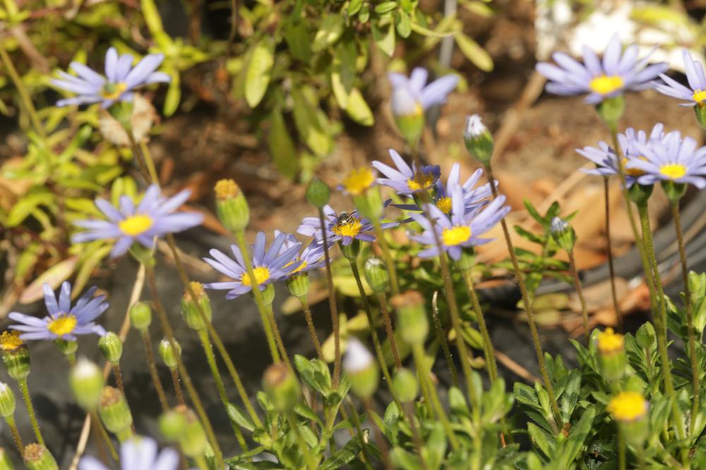 Felicia amelloides (L.) Voss, 1894