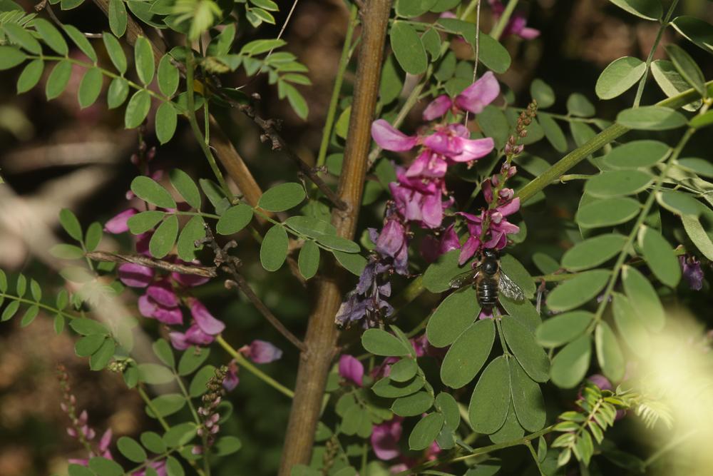  Indigofera kirilowii