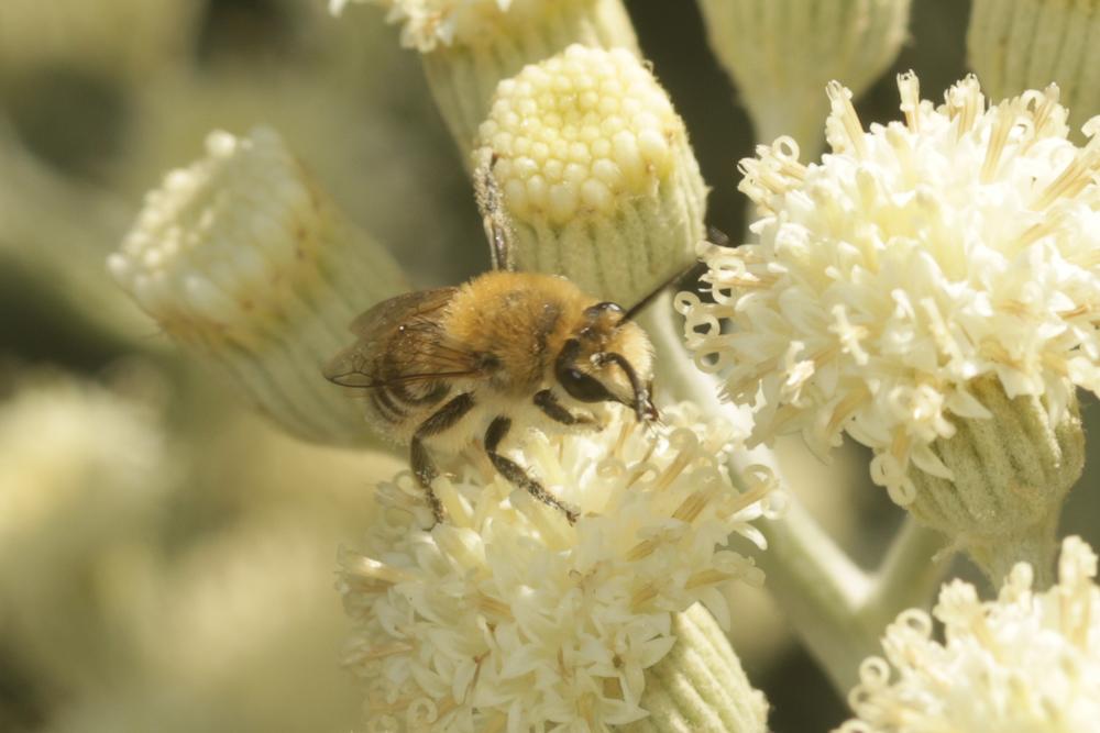 Colletes Latreille, 1802