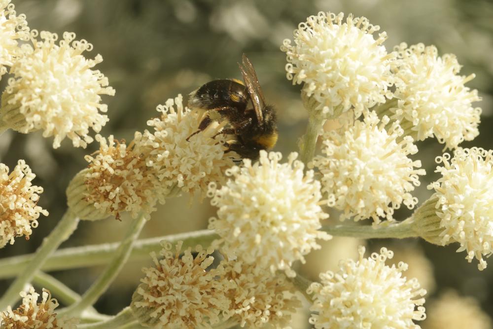 Bourdon terrestre (Le) Bombus terrestris (Linnaeus, 1758)