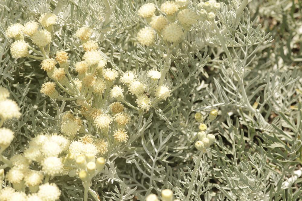 Senecio vira vira