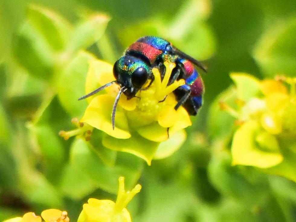 Chrysis semicincta Lepeletier, 1806