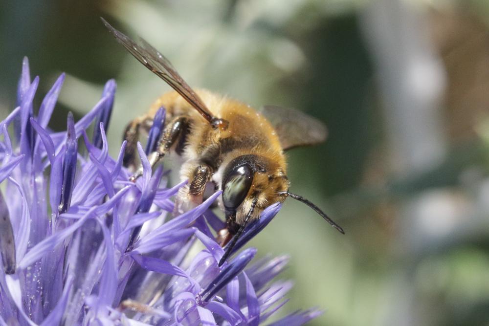 Megachile maritima (Kirby, 1802)