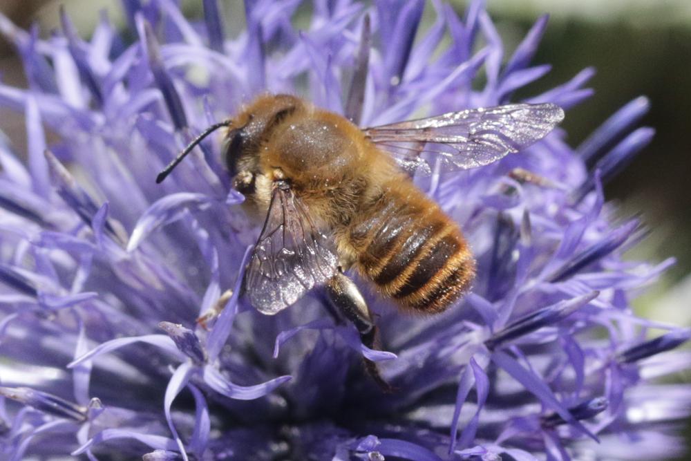 Megachile maritima (Kirby, 1802)