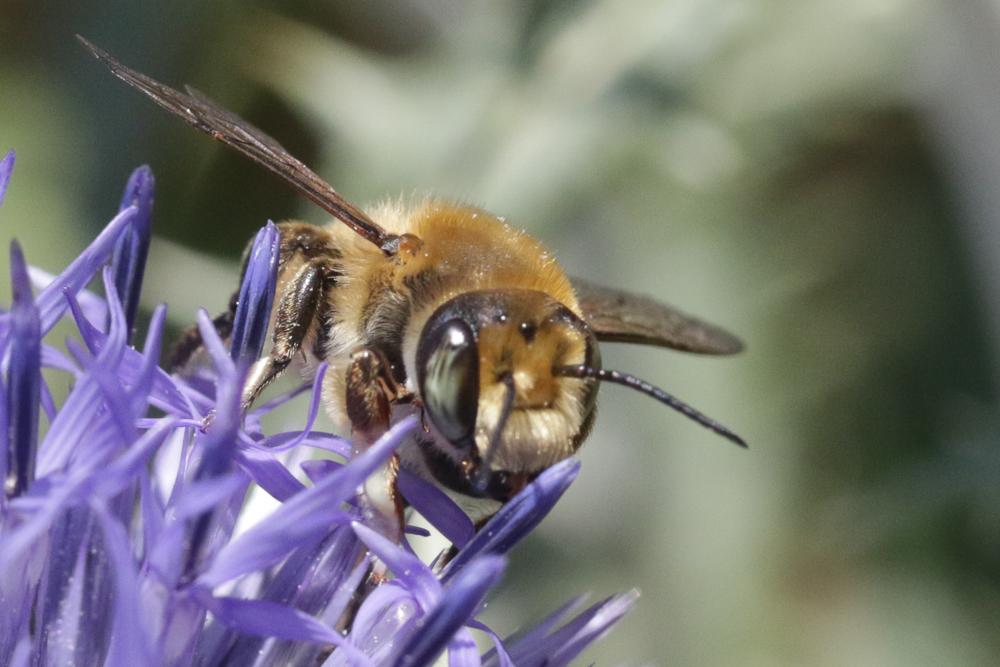 Megachile maritima (Kirby, 1802)