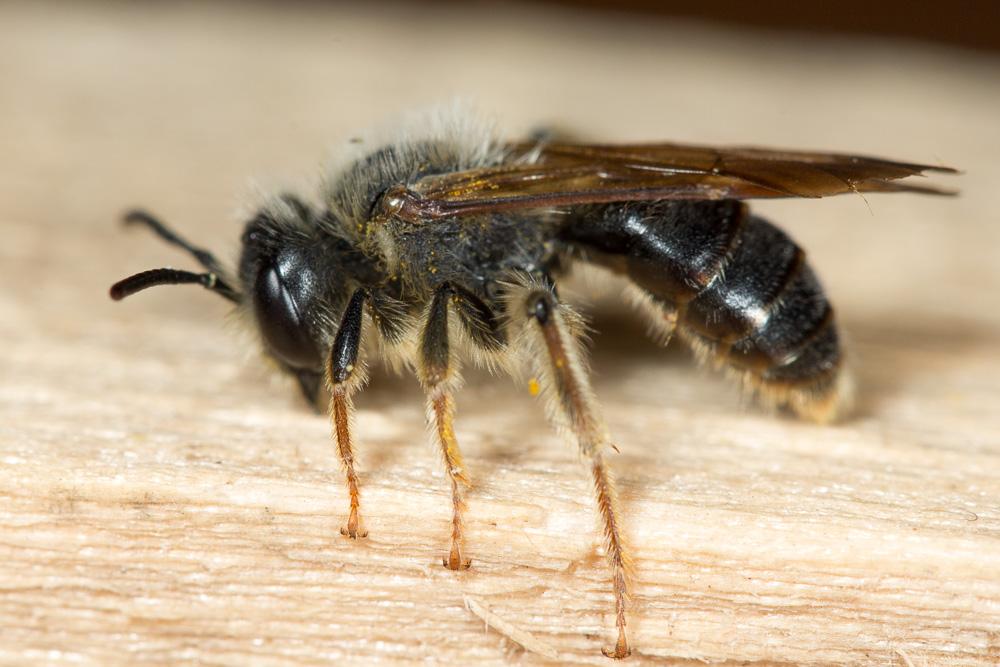 Andrena limbata Eversmann, 1852